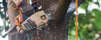 Best Soil Testing and Treatment  in Cortland, IL