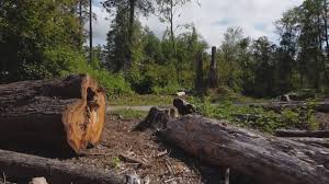 Best Tree Preservation Services  in Cortland, IL